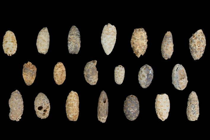 Lot: Fossil Seed Cones (Or Aggregate Fruits) - Pieces #148852